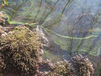 Loweswater algae